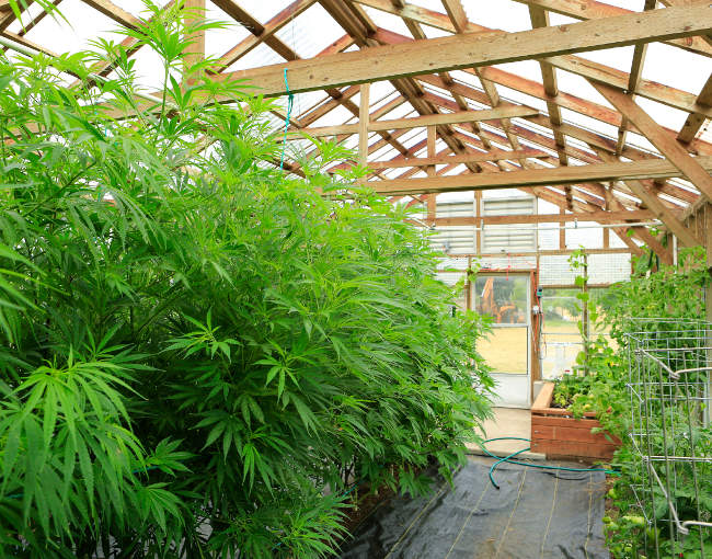 medical marijuana in a greenhouse