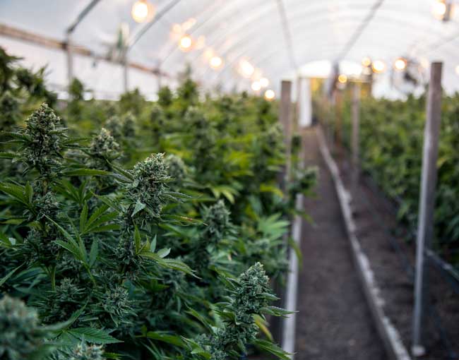 Cannabis farm and greenhouse facility