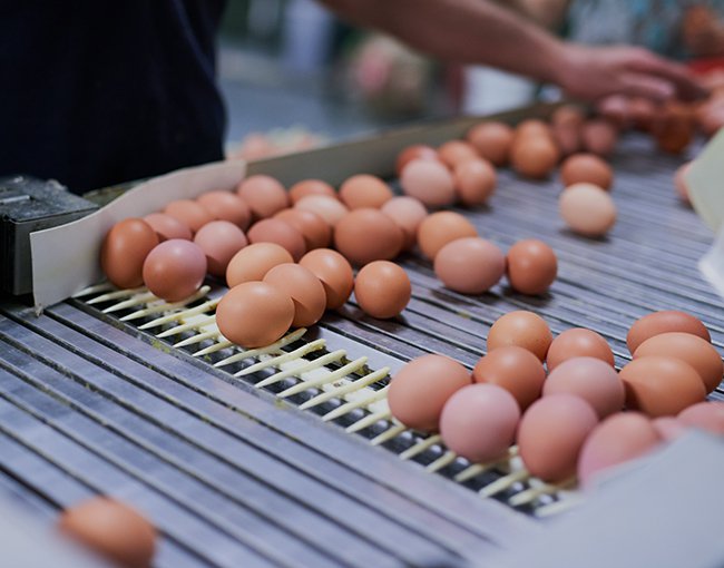 Eggs on a conveyor belt in a factory 
