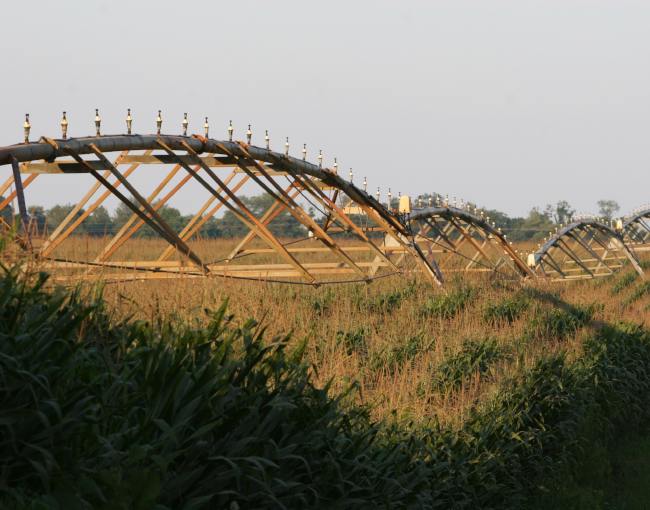 A field of corn with an irrigation machine
