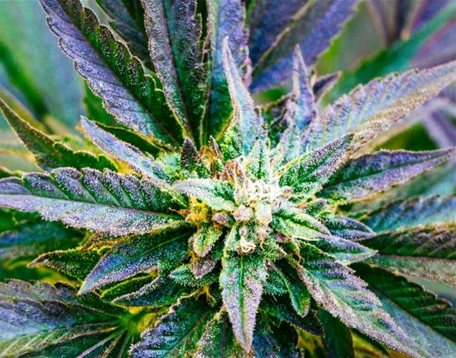cannabis.flower