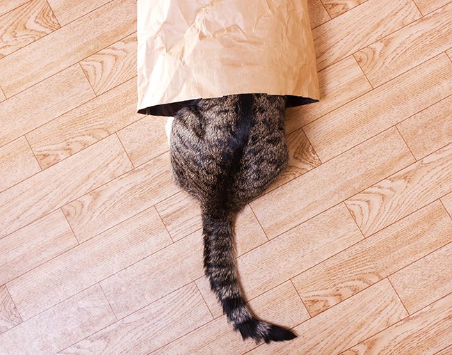 cat hiding in a paper bag