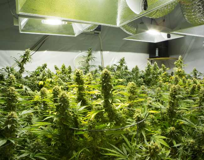 indoor cannabis production